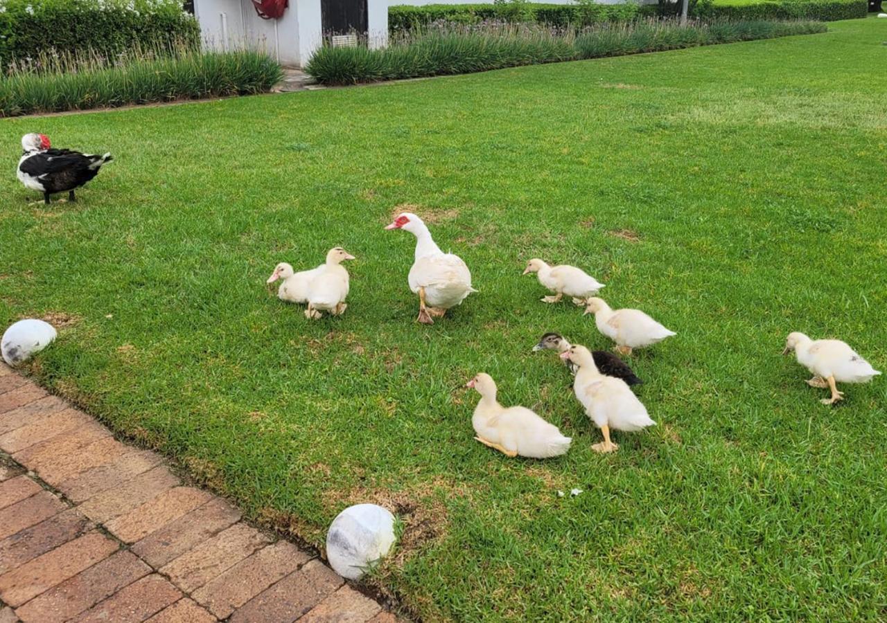 Kievits Kroon Gauteng Wine Estate Pretoria-Noord Kültér fotó