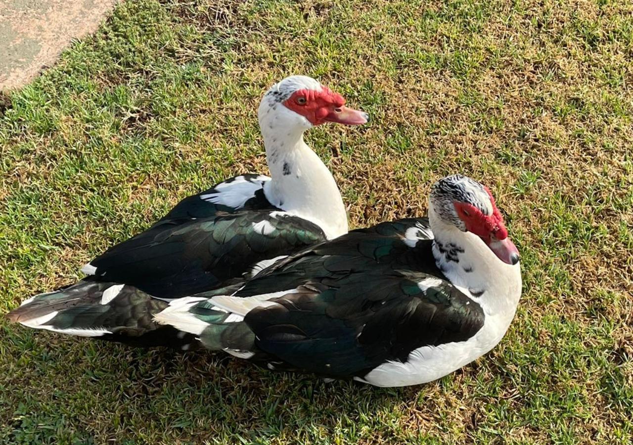 Kievits Kroon Gauteng Wine Estate Pretoria-Noord Kültér fotó